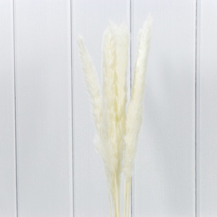 Сухоцветы "Тростник" (10 шт.) Белый 1/250 Арт: 420061/1